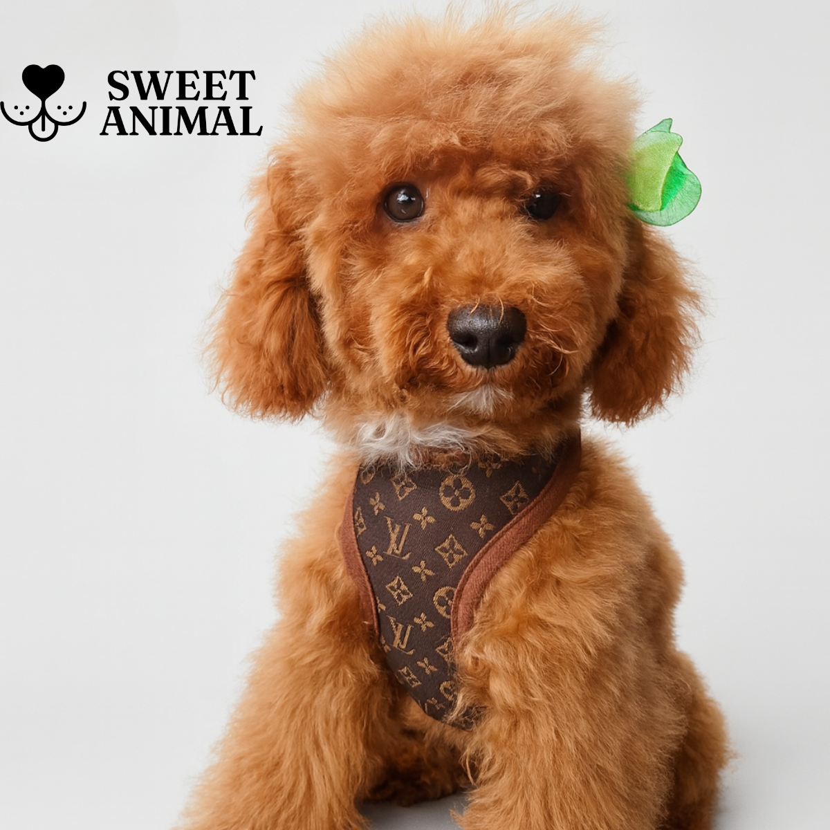 Pettorina e guinzaglio Louis Pawtton