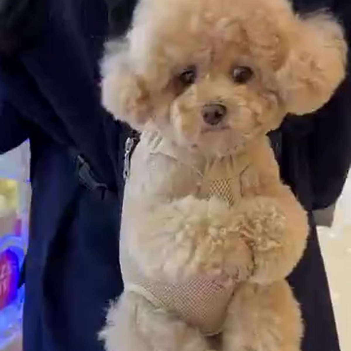 Sweet Animal Pet&Go