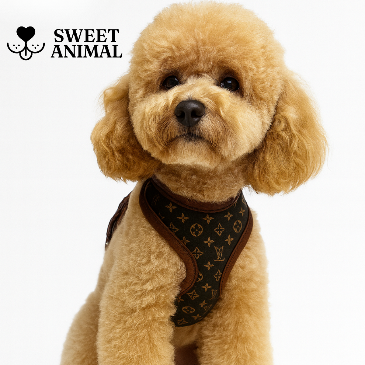 Pettorina e guinzaglio Louis Pawtton