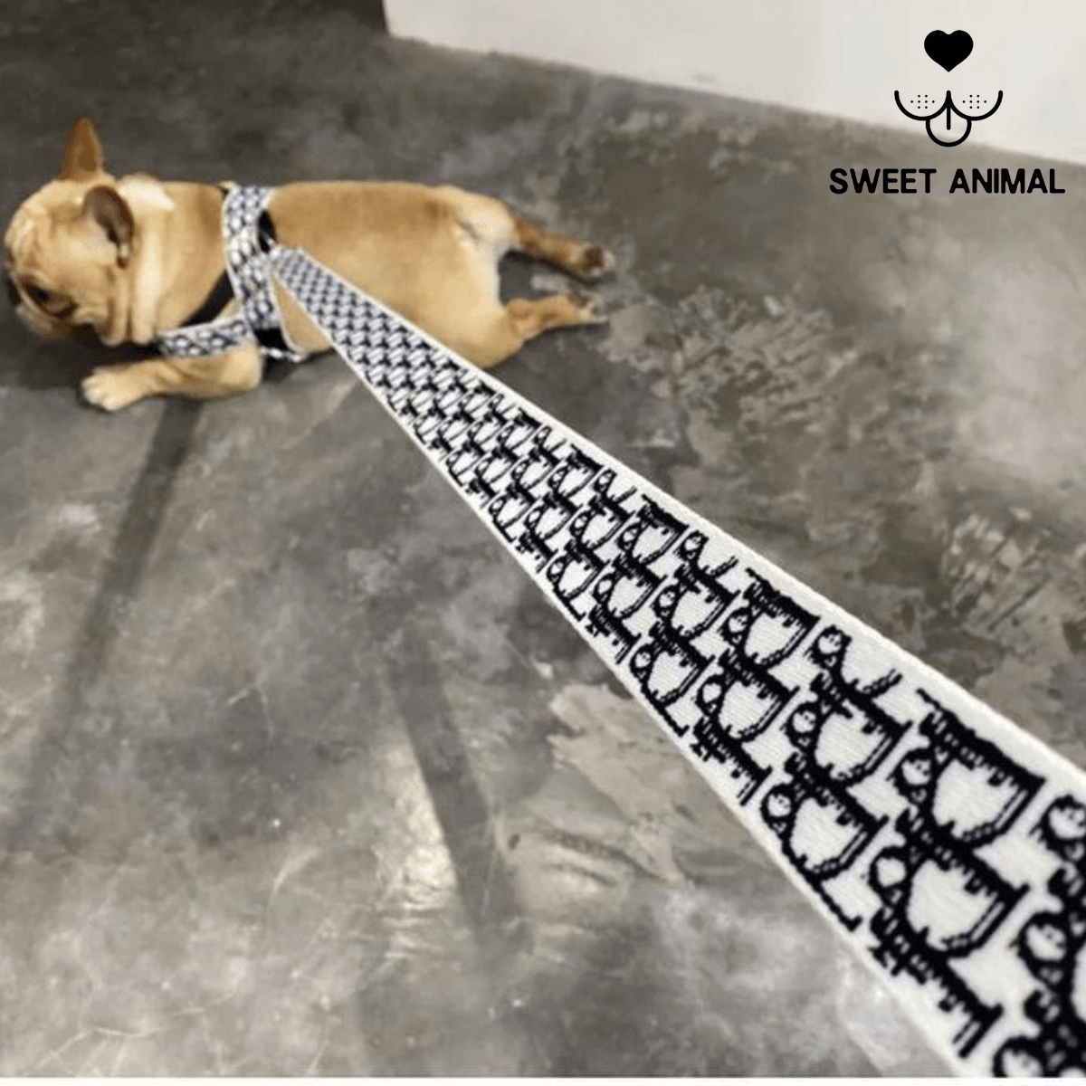 Pettorina e guinzaglio Dogior - Sweet Animal