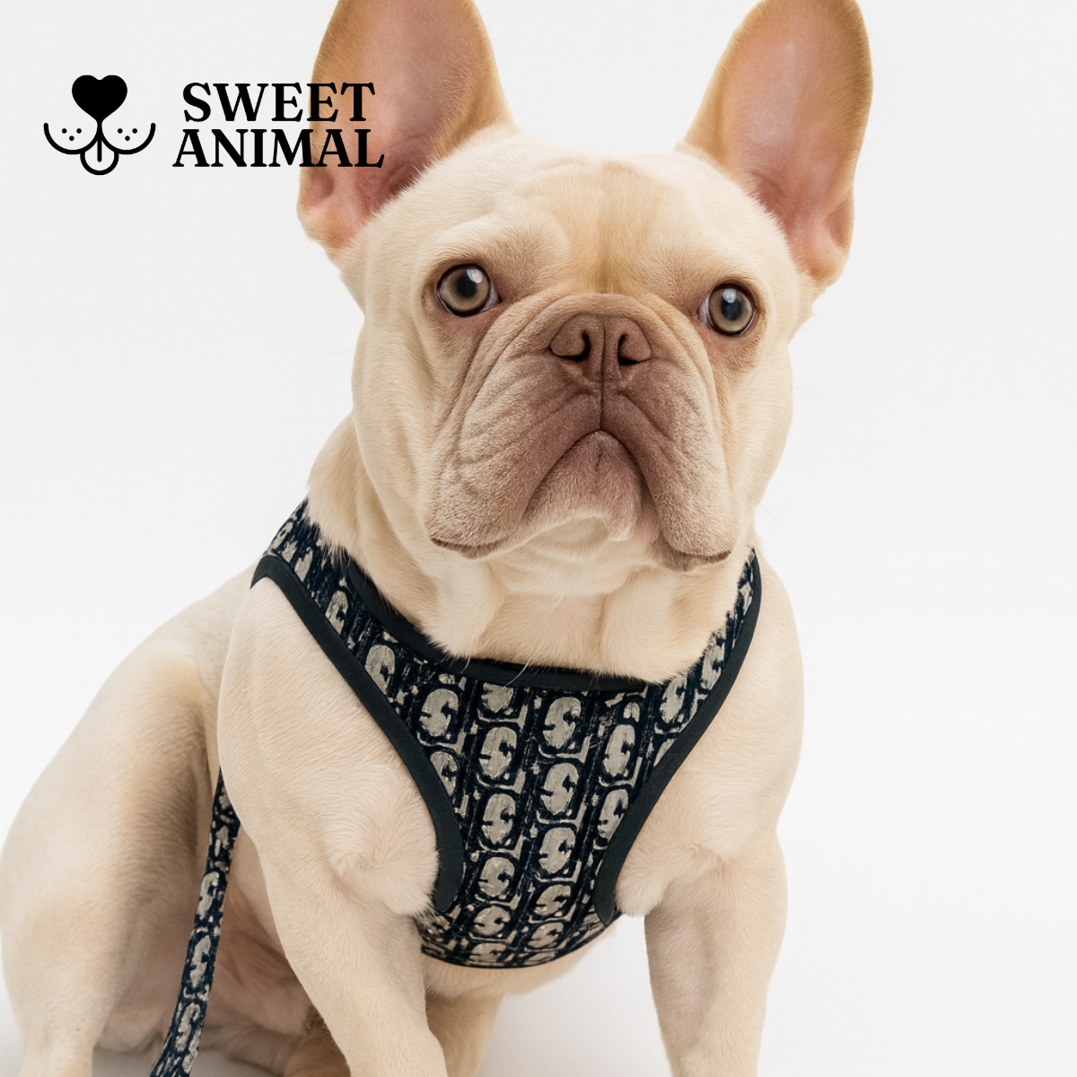 Pettorina e guinzaglio Dogior 2.0