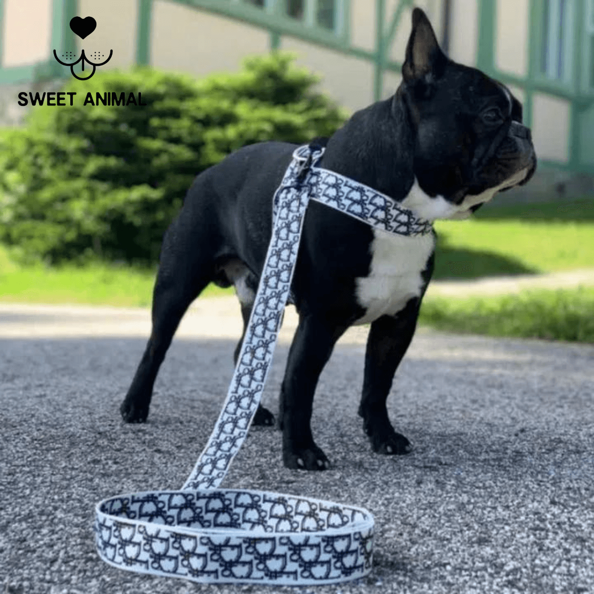Pettorina e guinzaglio Dogior - Sweet Animal