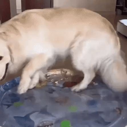 🌴 Lettino Rinfrescante “Oasi Estiva” per Cani & Gatti