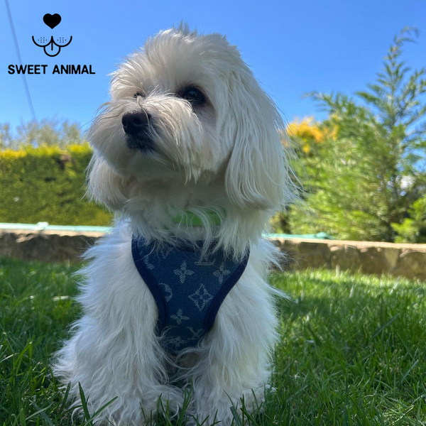 Pettorina e guinzaglio Louis Pawtton Blue