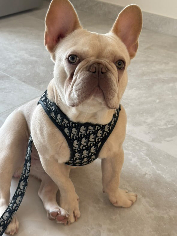 Pettorina e guinzaglio Dogior 2.0
