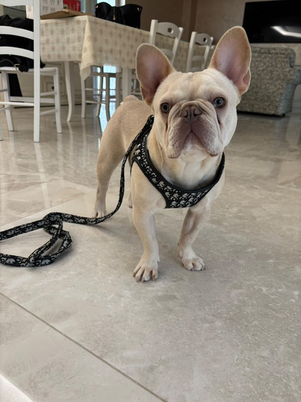 Pettorina e guinzaglio Dogior 2.0