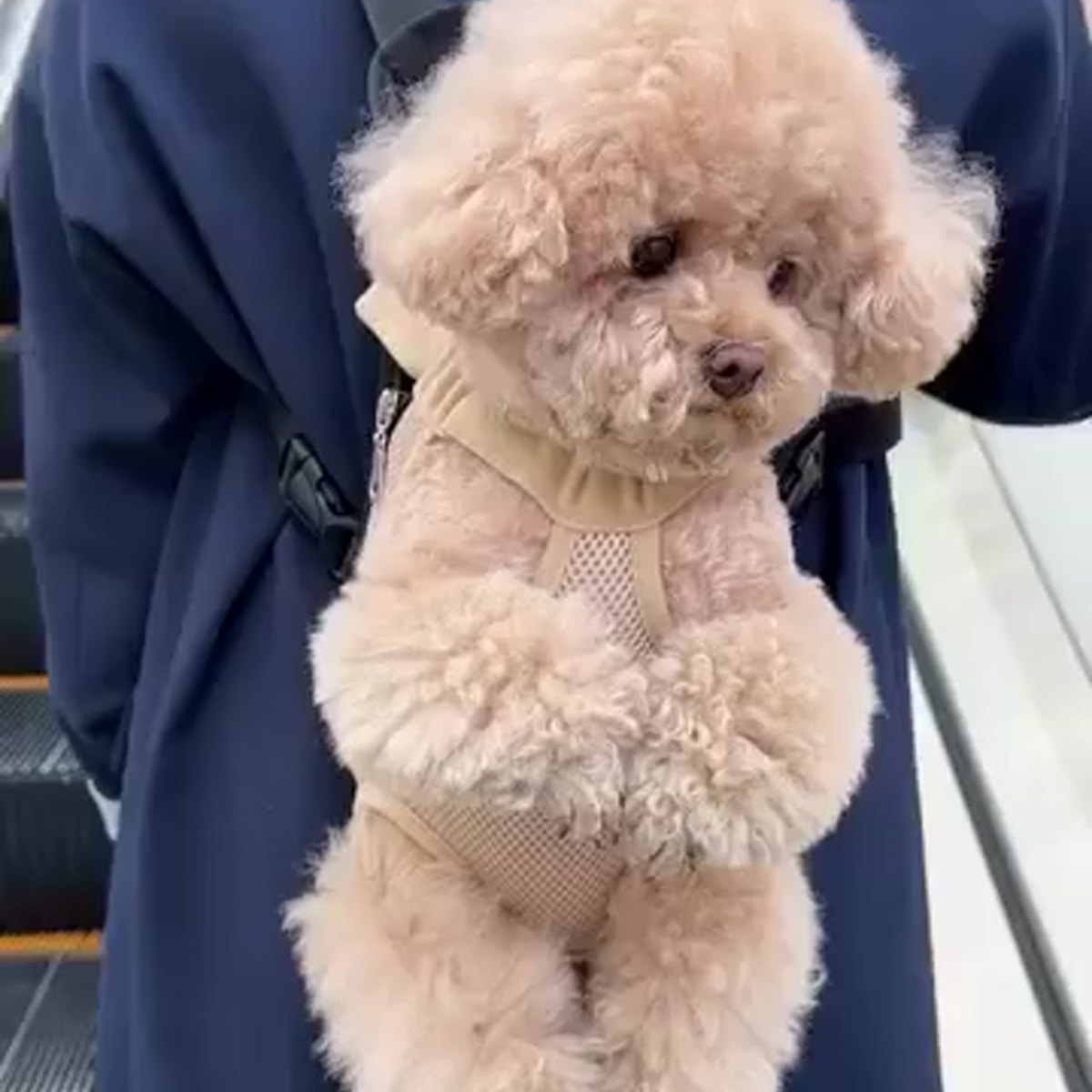 Sweet Animal Pet&Go